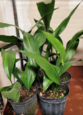 6" Aspidistra Cast Iron Green